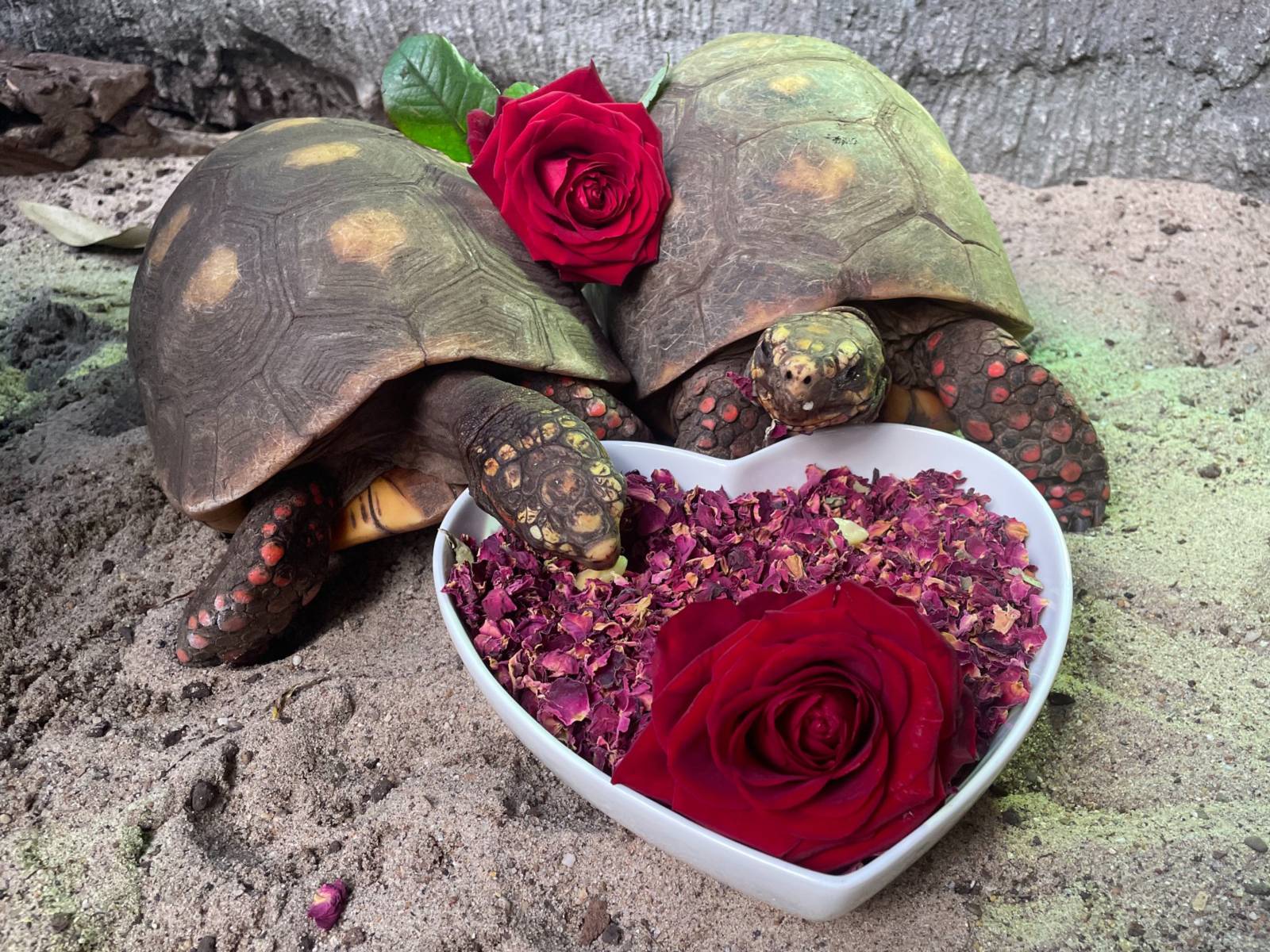 Zwei Schildkröten mit Rosenblättern als Nahrung.
